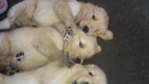 俩姐妹养宠指南：什么样的狗狗适合成为她们的贴心伙伴？