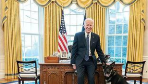 比亚迪宿舍能否养狗？相关规定及影响因素全解析