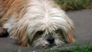 以前养的狮子狗：那些与它共度的温暖时光与独特记忆