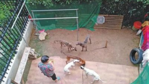 租户养狗需留意的要点：从居住环境到邻里关系全方位考量