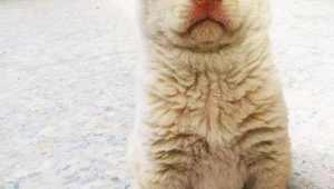 哪种狗最适合看家？全方位解析，助你挑选理想护家犬