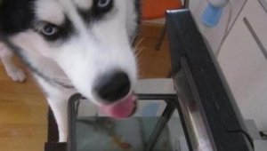 养鱼和养狗的区别：从生活照料到情感互动全方位解析