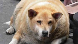 自家狗咬人后还能养吗？这些因素需考量