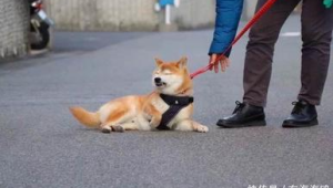 没事养什么狗能挣钱？这些热门犬种养殖门道你得知道