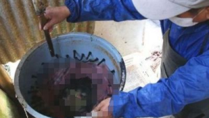 养鸭场里能否养狗？探究养鸭场养狗的可行性与影响