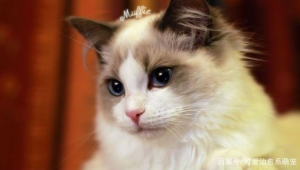 性格温顺的猫适合养啥狗，快来看看这些温顺犬种推荐