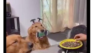 养狗人需干的活：喂食遛弯铲屎梳毛，件件皆是爱犬日常