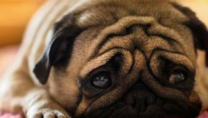 养狗人都会很烦吗？那些不为人知的困扰与无奈