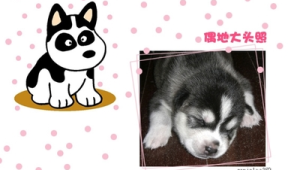 大头儿子养什么狗好看，快来看看这些萌宠颜值担当推荐