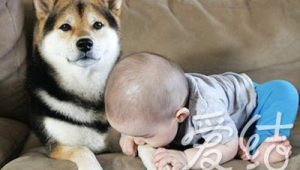 生了孩子后，真的不能继续养狗了吗？