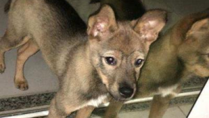 养狗没证会判刑吗？一文带你了解养狗无证的法律后果