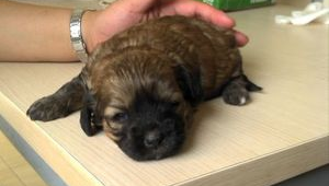 可爱好养的奶狗品种大盘点，快来看看有没有你心仪的！