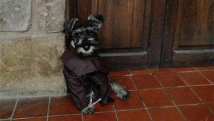 修道之人是否不宜养狗？关于此说法的探讨与解析