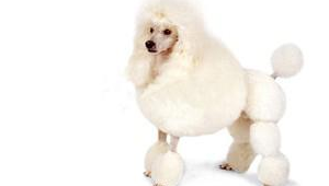 贵宾犬老年狗好养吗？这些要点需知晓