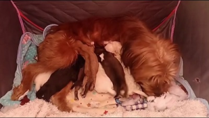 好养的犬种大盘点，看看哪种适合你开启养狗生活