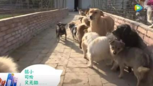 养这些花销不高的狗，照样能收获满满陪伴与欢乐