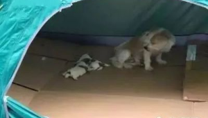 养狗生出的小孩会是脑瘫吗？背后真相引人深思