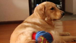 养狗不建议养？这些养狗潜藏的问题你一定要知道！