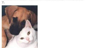 养猫与养狗的感觉不同吗？全方位对比，带你一探究竟