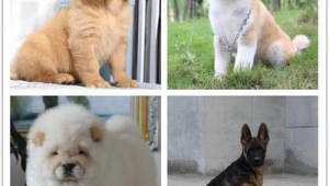 为什么养狗总是不能繁殖？背后原因你知道多少？