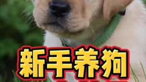 养狗前必知：开启养宠生活，这些准备工作你得先做好