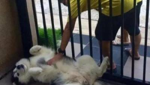 抑郁状态下可以养宠物狗吗？这些要点需知晓