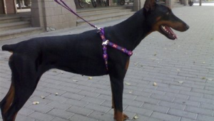 紫来苑C区养狗数量多吗