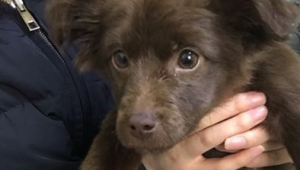 从小养的狗却养不熟，背后原因究竟几何