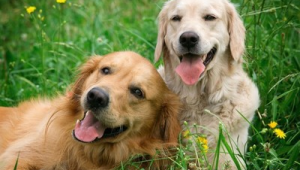 养狗选狗误区大揭秘：这些错误观念，你中招了吗？