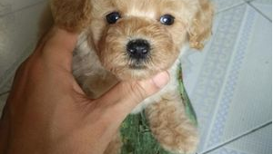 养哪种狗最具赚钱潜力？探寻有钱途的狗狗养殖选择