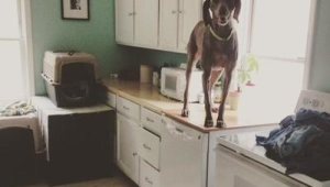 储藏室空间适合养的狗品种，你知道哪些能在其中快乐生活？