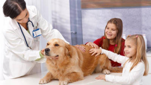 儿童过敏体质能否养狗？这些要点需谨慎考量