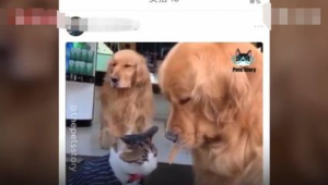 男人养啥狗都不愿？背后缘由引发对宠物选择与养宠观念的思考