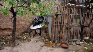 山西适合养殖的鸡种类