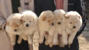 朋友代养狗所需手续全知道，这些要点你可不能忽视！